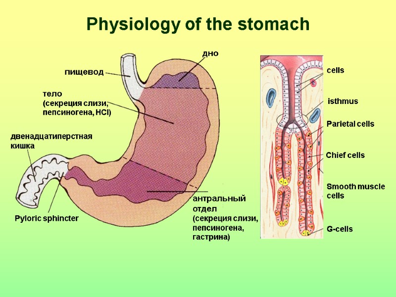 Physiology of the stomach пищевод дно Pyloric sphincter двенадцатиперстная кишка антральный  отдел (секреция